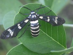 Syntomeida melanthus