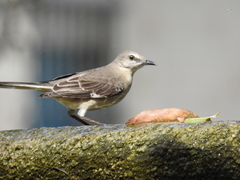 Mimus polyglottos