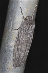 Capusa cuculloides