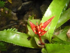 Aechmea tillandsioides