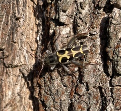 Neoclytus conjunctus