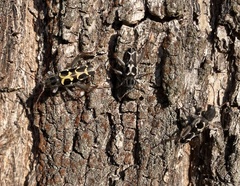Neoclytus conjunctus