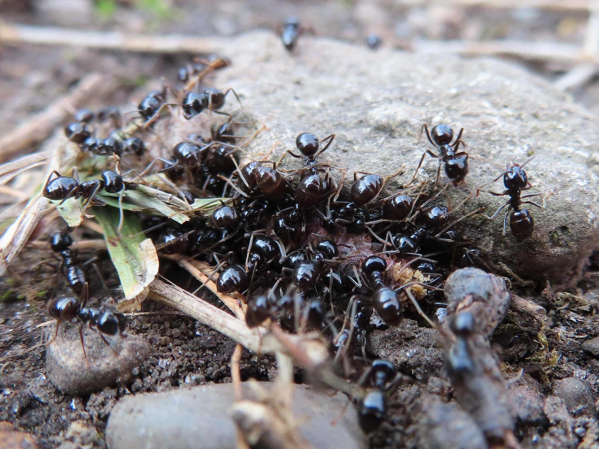 Lasius spathepus