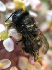 Osmia lignaria