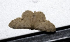 Idaea pilosata