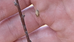 Larinia borealis