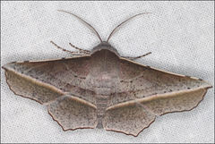 Oenochroma vetustaria