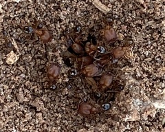 Pheidole pilifera