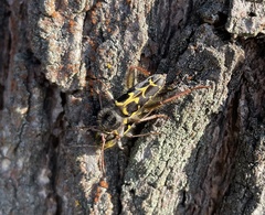 Neoclytus conjunctus