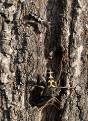 Neoclytus conjunctus