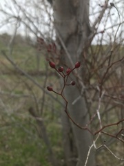 Amelanchier arborea arborea