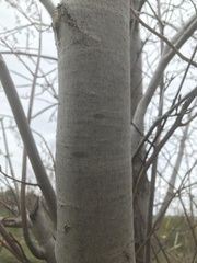 Amelanchier arborea arborea