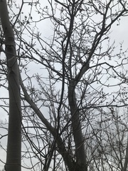 Amelanchier arborea arborea