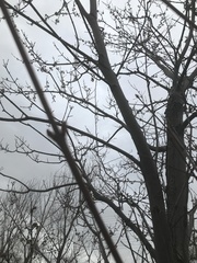 Amelanchier arborea arborea