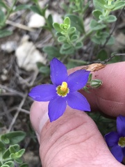 Giliastrum rigidulum