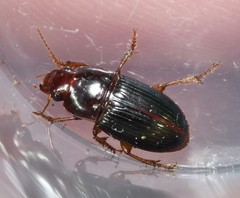 Harpalus gravis