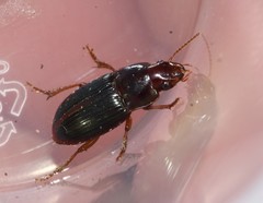 Harpalus gravis