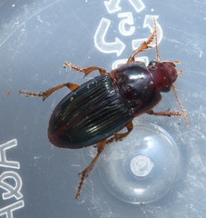 Harpalus gravis