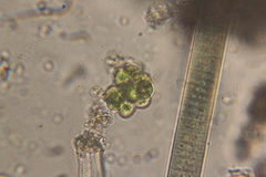Coelastrum