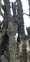 Cactaceae