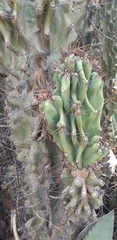 Cactaceae