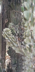 Cactaceae