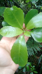 Melicytus macrophyllus