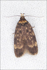 Barea codrella