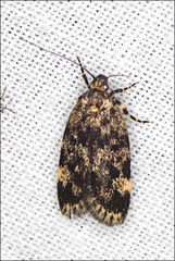 Barea codrella