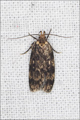 Barea codrella
