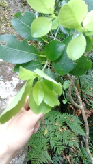 Melicytus macrophyllus