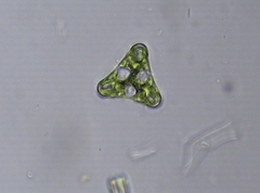 Desmidium