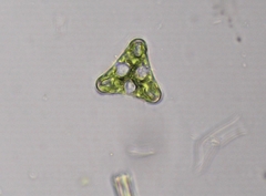 Desmidium