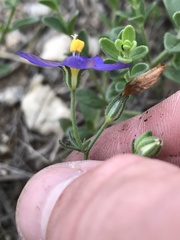 Giliastrum rigidulum