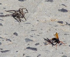 Tachypompilus ignitus