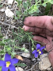 Giliastrum rigidulum