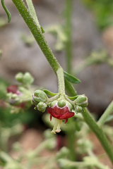 Scrophularia lucida