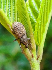 Dyslobus granicollis