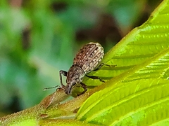 Dyslobus granicollis