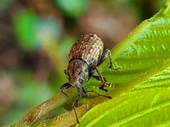 Dyslobus granicollis