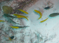 Stegastes partitus