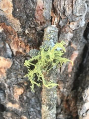 Letharia vulpina
