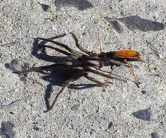 Tachypompilus ignitus