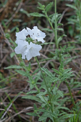 Varronia podocephala