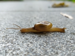 Macrochlamys kelantanensis