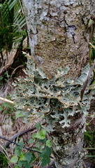 Pseudocyphellaria carpoloma image