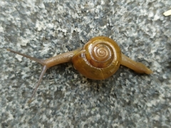 Macrochlamys kelantanensis