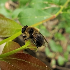 Oestrinae