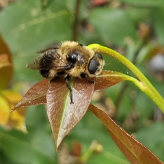 Oestrinae