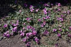 Sidalcea malviflora rostrata